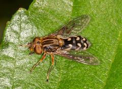 Anasimyia contracta
