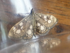 Anania coronata