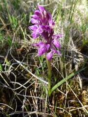 Dactylorhiza traunsteineri