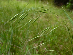 Bromus commutatus