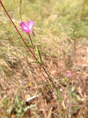 Clarkia gracilis gracilis