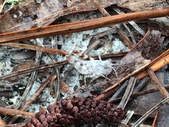 Spharagemon marmorata