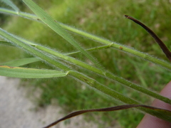 Bromus commutatus