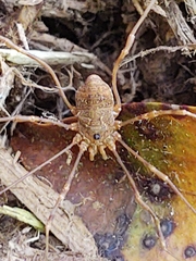 Leiobunum ventricosum