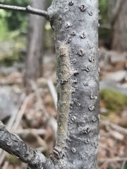 Catocala fraxini