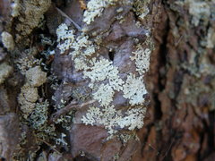 Parmeliopsis hyperopta