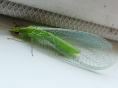 Cunctochrysa albolineata