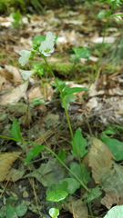 Cardamine bulbosa