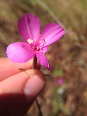 Clarkia gracilis gracilis