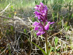 Dactylorhiza traunsteineri
