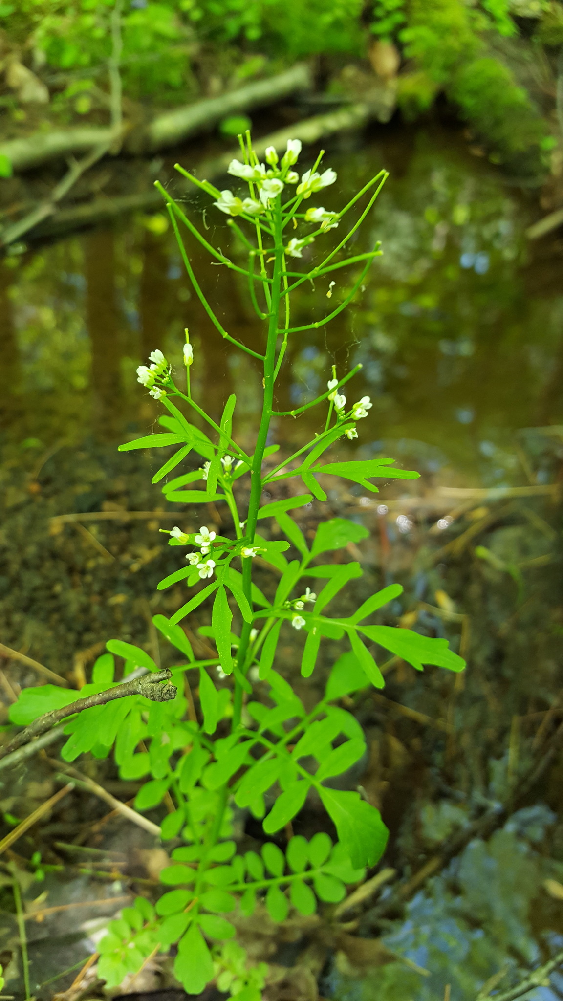 Cardamine pensylvanica
