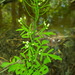 Pennsylvania Bittercress - Photo no rights reserved, uploaded by Dave Behm