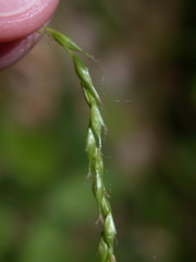 Carex debilis debilis