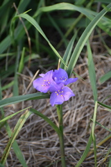 Tradescantia bracteata