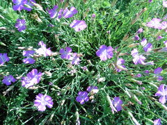 Dianthus campestris