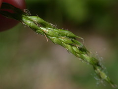 Carex debilis debilis