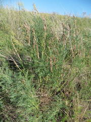 Astragalus asper