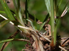 Carex debilis debilis
