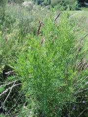 Astragalus asper