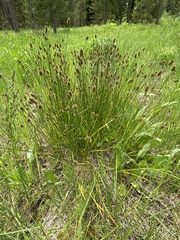 Divisae