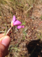 Clarkia gracilis gracilis