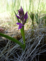 Dactylorhiza traunsteineri
