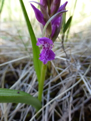 Dactylorhiza traunsteineri