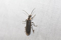 Podabrus punctulatus