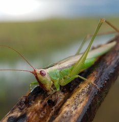 Orchelimum concinnum