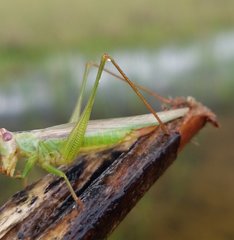 Orchelimum concinnum