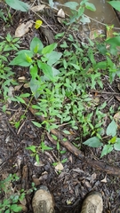 Lysimachia radicans