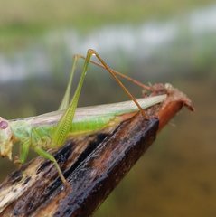 Orchelimum concinnum