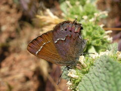 Callophrys
