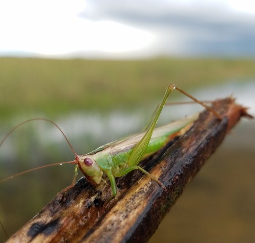 Stripe-faced Meadow Katydid