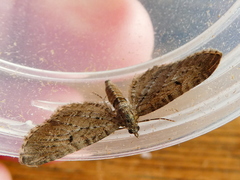 Eupithecia intricata