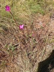 Clarkia gracilis gracilis