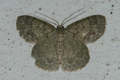 Epipristis