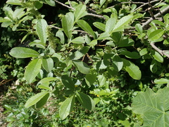 Salix appendiculata