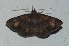 Mecodina