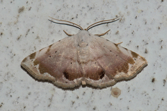 Eublemma roseonivea
