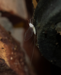 Maccaffertium terminatum terminatum