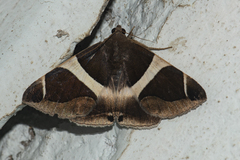 Bastilla crameri