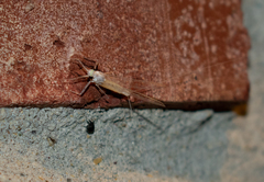 Maccaffertium terminatum terminatum