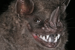 Artibeus obscurus