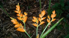 Stromanthe stromanthoides