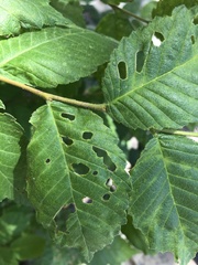 Xanthogaleruca luteola