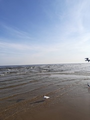 Chroicocephalus ridibundus