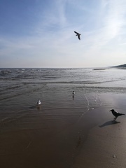 Chroicocephalus ridibundus