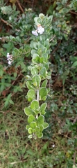 Duranta mutisii