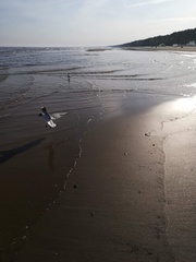 Chroicocephalus ridibundus